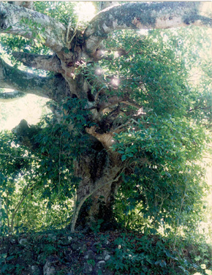 El Amate, a huge fig tree spreading its limbs high into the forest canopy