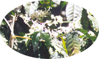 A coffee branch densely covered in small white blossoms