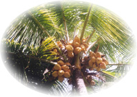 A cluster of ripening coconuts hanging among palm fronds