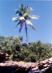 A tall coconut palm rising above the surrounding forest trees