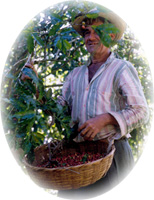 A coffee picker holding a wide basket of freshly picked cherries among the trees