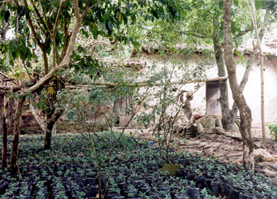 Rows of young plants in the farm courtyard, with trees and an adobe wall behind