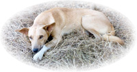 A pale farm dog asleep on the grass in the heat of the dry season