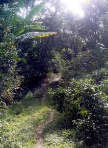 A narrow trail winding away into dense green forest on the farm