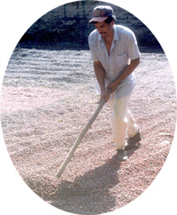 A man raking drying coffee into rows across the patio with a long wooden rake