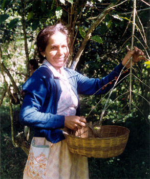 A woman in a blue jacket picking coffee, a round basket tied at her waist