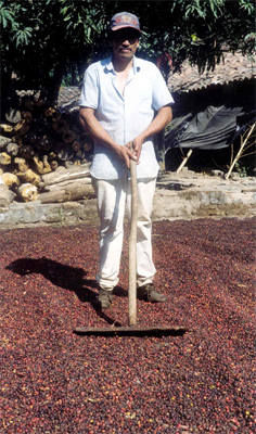 A worker raking drying coffee across a wide reddish-brown tiled patio