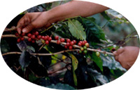 A hand reaching in to pick ripe red cherries from a coffee branch