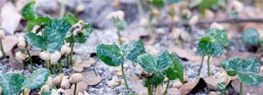 Young coffee seedlings sprouting among dry leaf litter on the forest floor