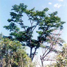 A large spreading shade tree standing above the coffee, against a blue sky