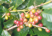 A coffee branch bearing a mix of green, yellow and red cherries